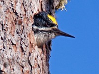 IMG 2107c  Black-backed Woodpecker (Picoides arcticus) - male by nest